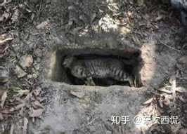 野猫死在家门口|猫死了埋在家门口可以吗？